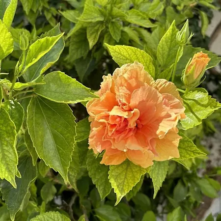 Affittacamere Aegeon Garden Paro