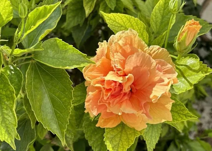 بيت ضيافة Aegeon Garden باروس